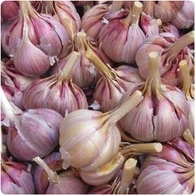 garlic-2_med